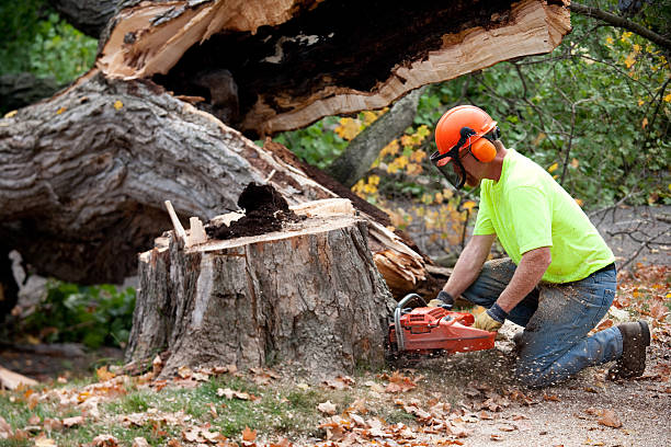 Best Tree Removal for Businesses  in Mason, TX